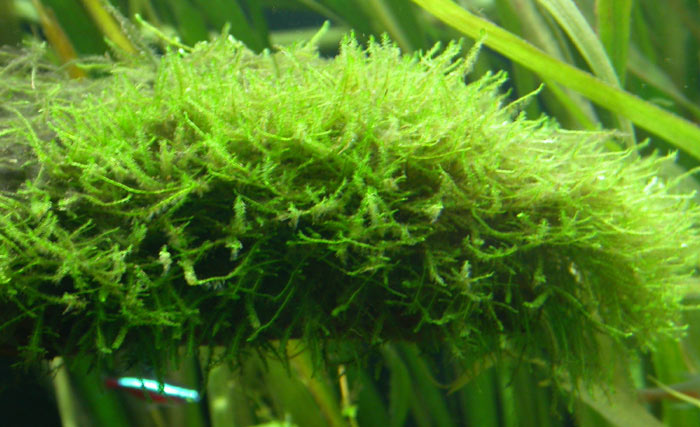 Java Moss